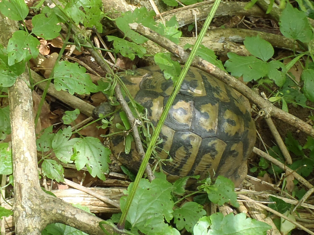 Kornjača na Medvednici